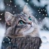 Котя