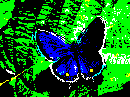 Buttafly